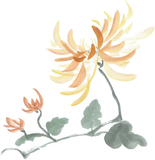 zeichnung chrysantheme 01